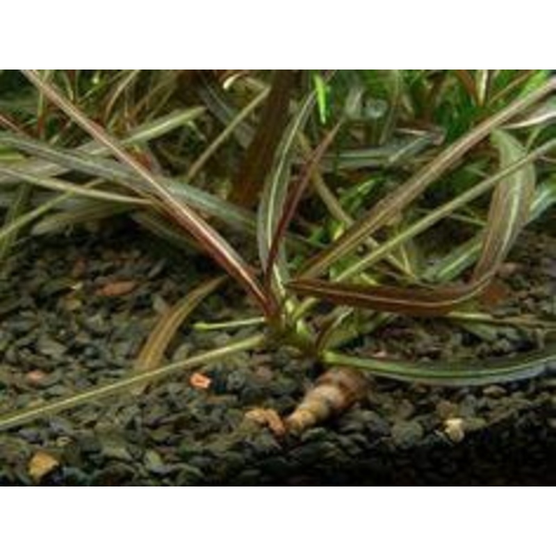 Hygrophila sp. 'Araguaia'