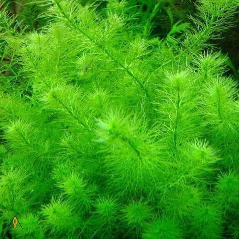Myriophyllum sp. 'Guyana'