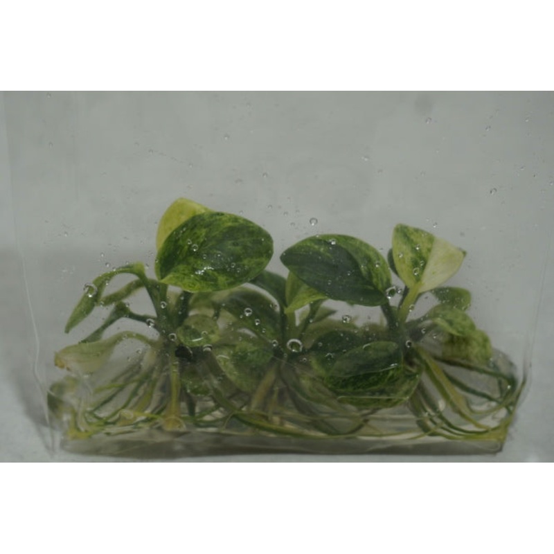 Variegated Green & White - Anubias nana