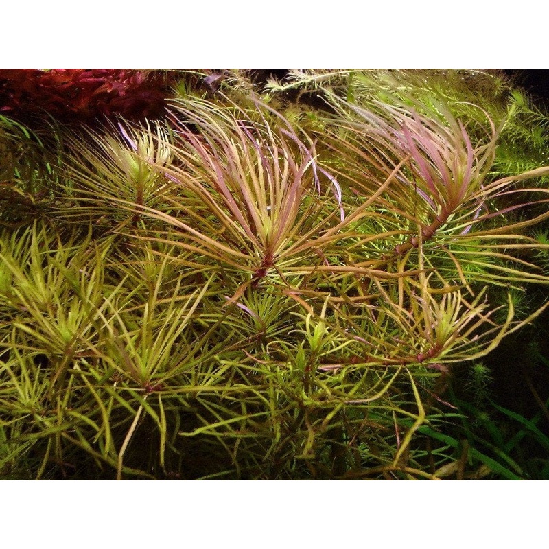 Pogostemon stellatus 'Dassen'