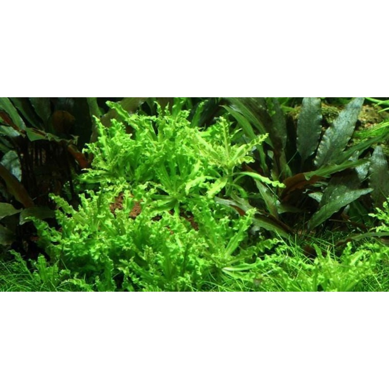 Pogostemon helferi