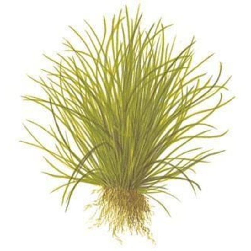 Lilaeopsis mauritiana