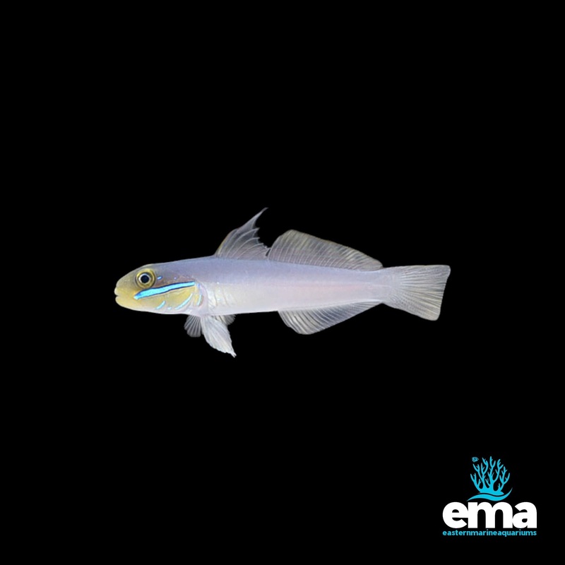 Golden Head Sleeper Goby