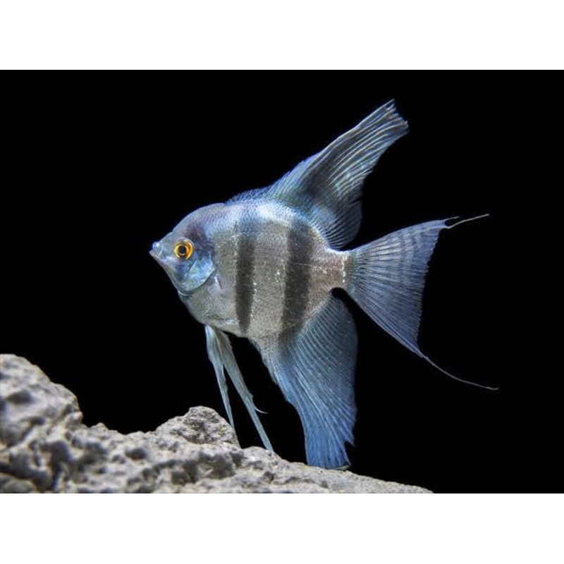 Angel Fish - Blue Pinoy