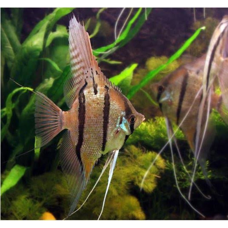 Angel Fish - Peru Altum Angel 5cm