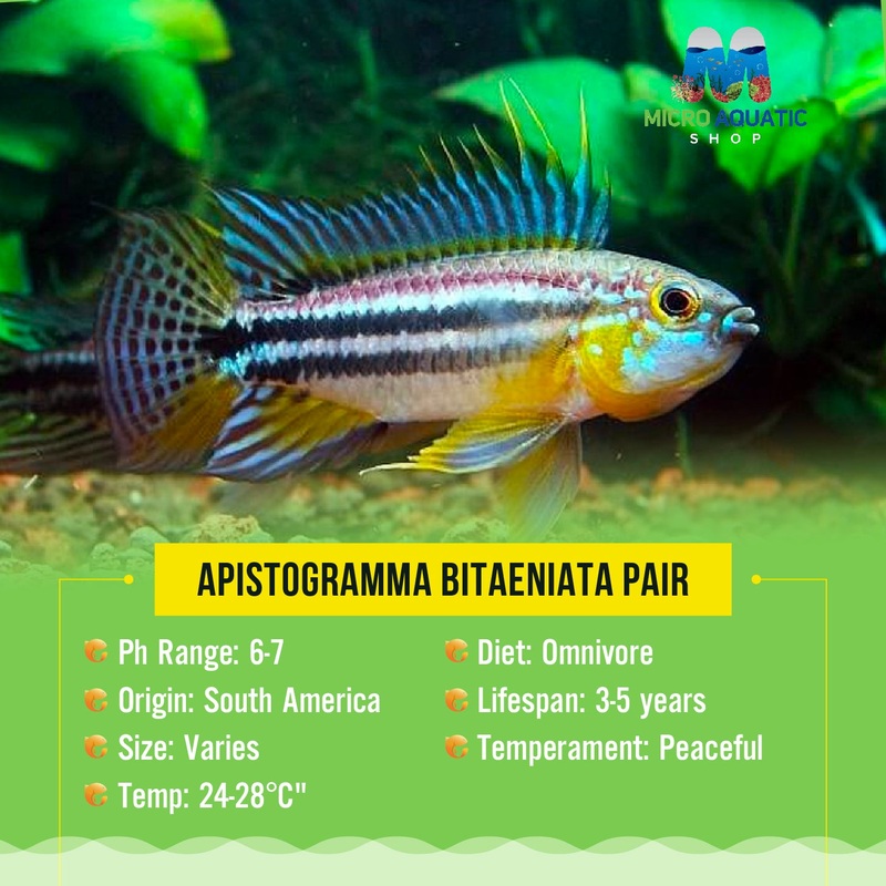 APISTOGRAMMA BITAENIATA Pair
