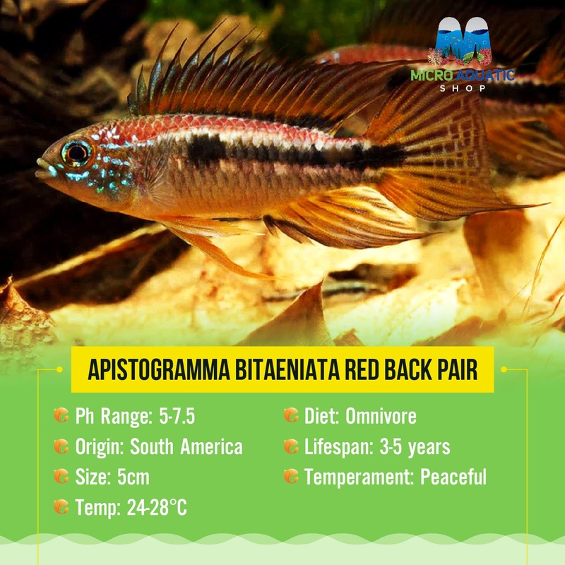 APISTOGRAMMA BITAENIATA RED BACK Pair