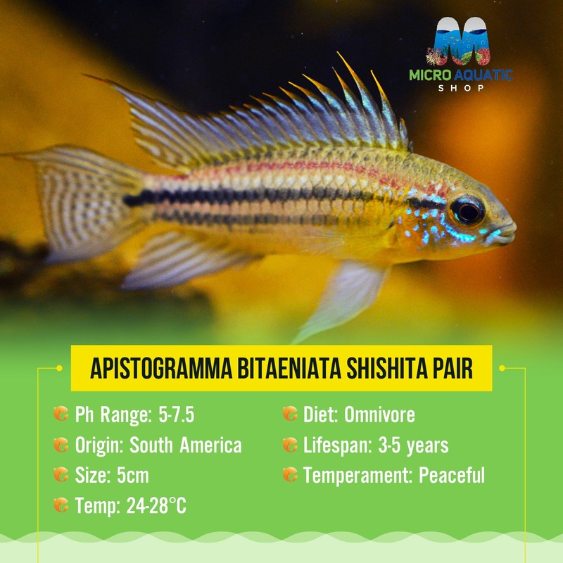 APISTOGRAMMA BITAENIATA SHISHITA Pair