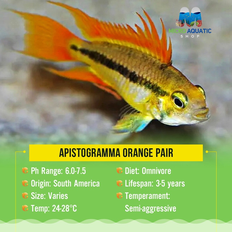 Apistogramma Orange Pair