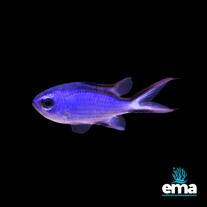 Atlantic Blue Chromis