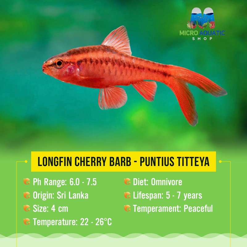 Barb - Cherry Longfin