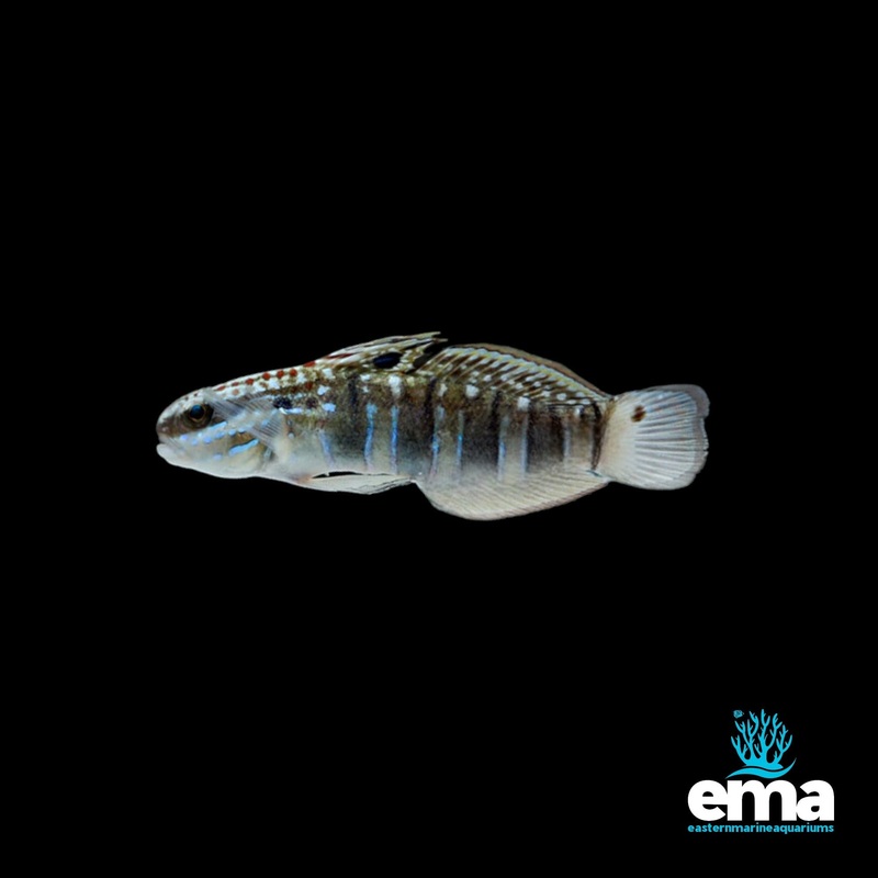 Biota Captive Bred Sleeper Banded Goby
