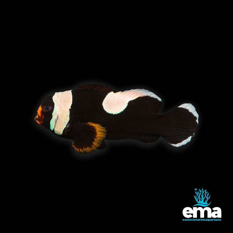 Black Saddleback Clownfish