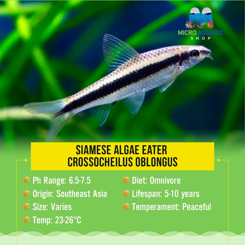 Buy 3 Get 1 Free Siamese Black Beard Algae Eater