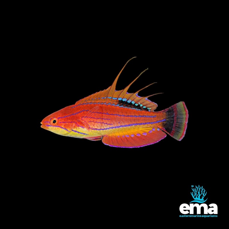 Carpenters Flasher Wrasse