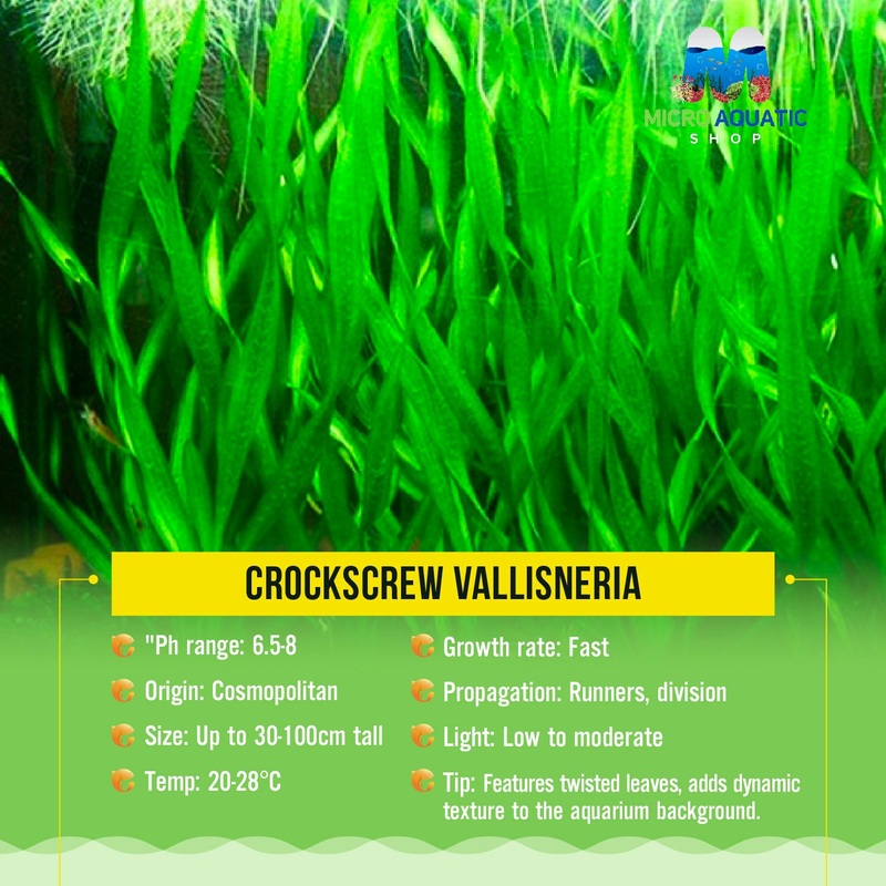 Crockscrew Vallisneria