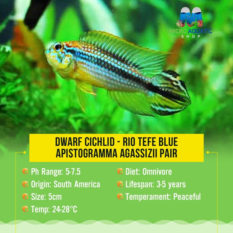Dwarf Cichlid - Rio Tefe Blue Apistogramma Agassizii Pair