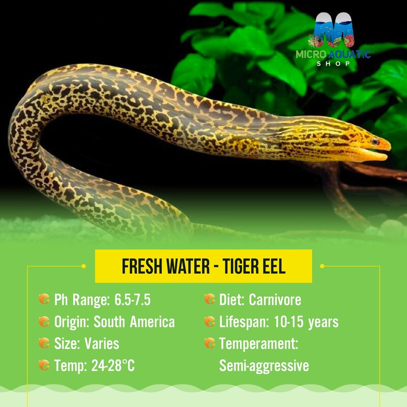 Flash Sale Fresh water - Tiger Eel 10cm