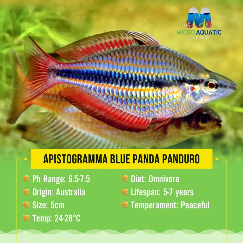 GOYDER RIVER BANDED RAINBOW 4cm