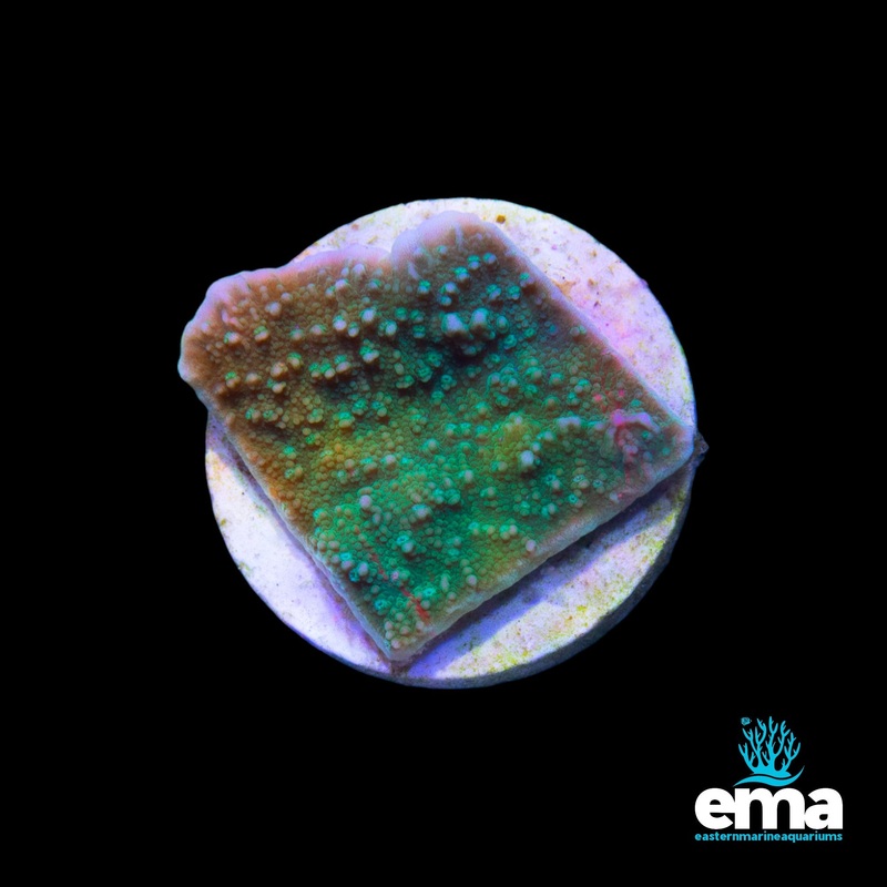 Grafted Green Monti Fragment (Aquacultured)