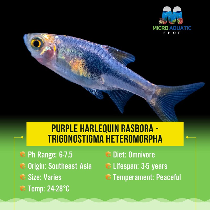 Harlequin Purple Rasbora - Trigonostigma heteromorpha