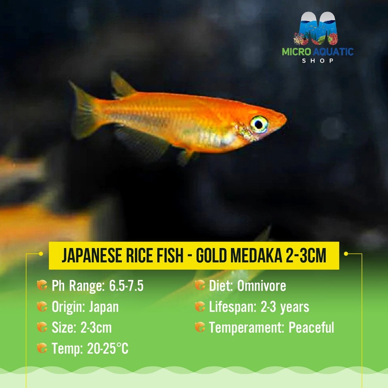 Japanese rice fish - Gold Medaka 2-3cm