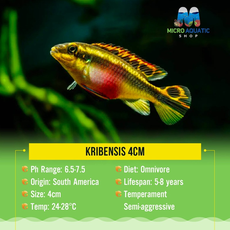 KRIBENSIS 3cm