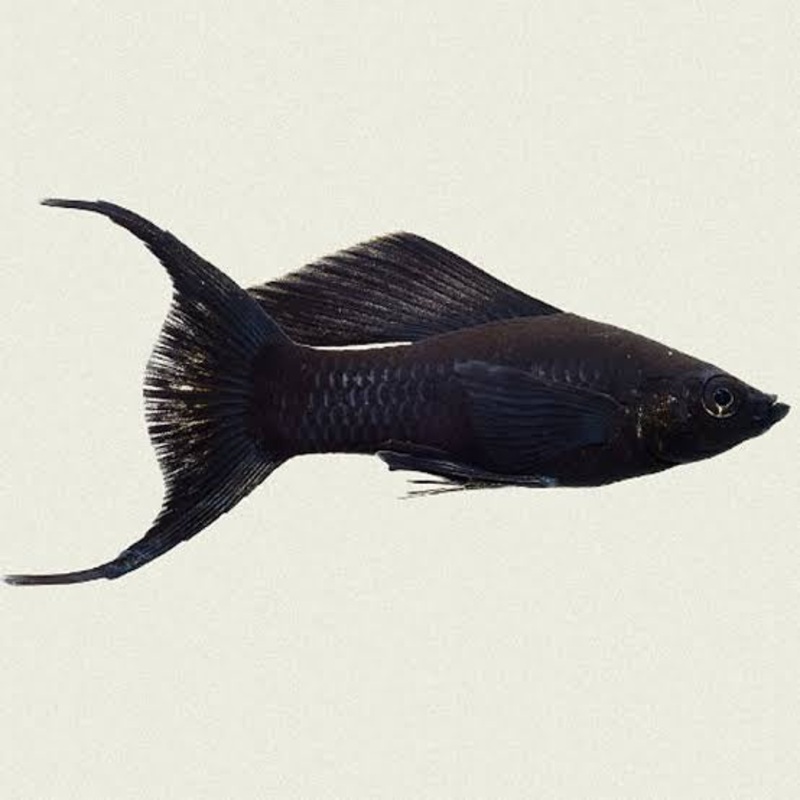 Mollies  Black Lyretail Molly  (Poecilia latipinna ) 4cm