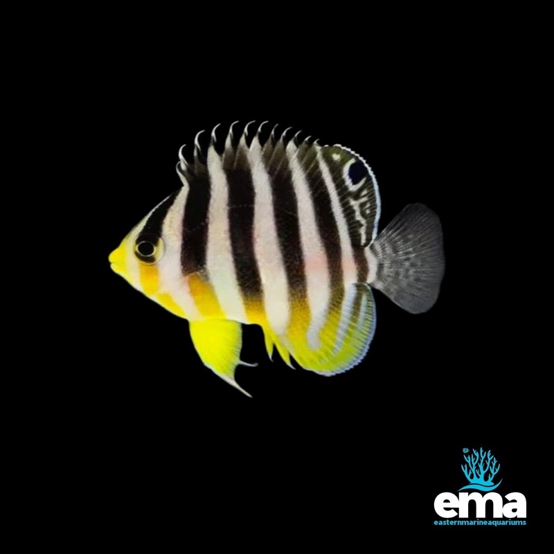 Multibar Angelfish