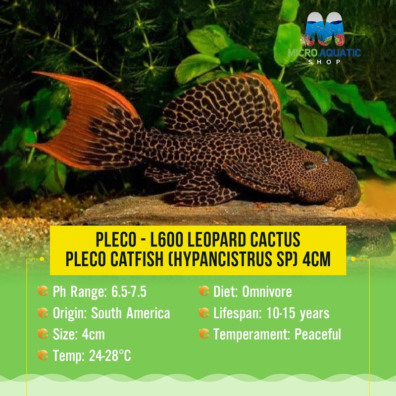 Pleco  L600 Leopard Cactus Pleco Catfish (Hypancistrus sp) 6cm