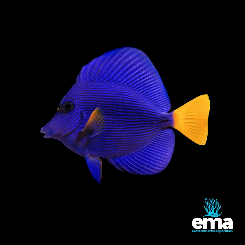 Purple Tang