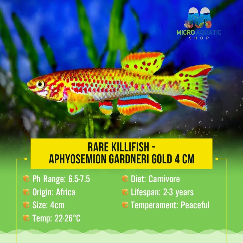 Rare Killifish - APHYOSEMION GARDNERI GOLD 4 cm