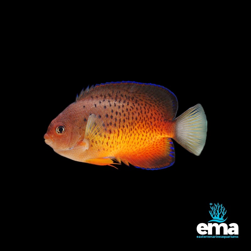 Rusty Angelfish