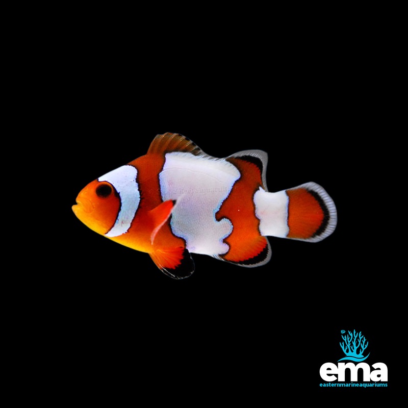 Snowflake Clownfish