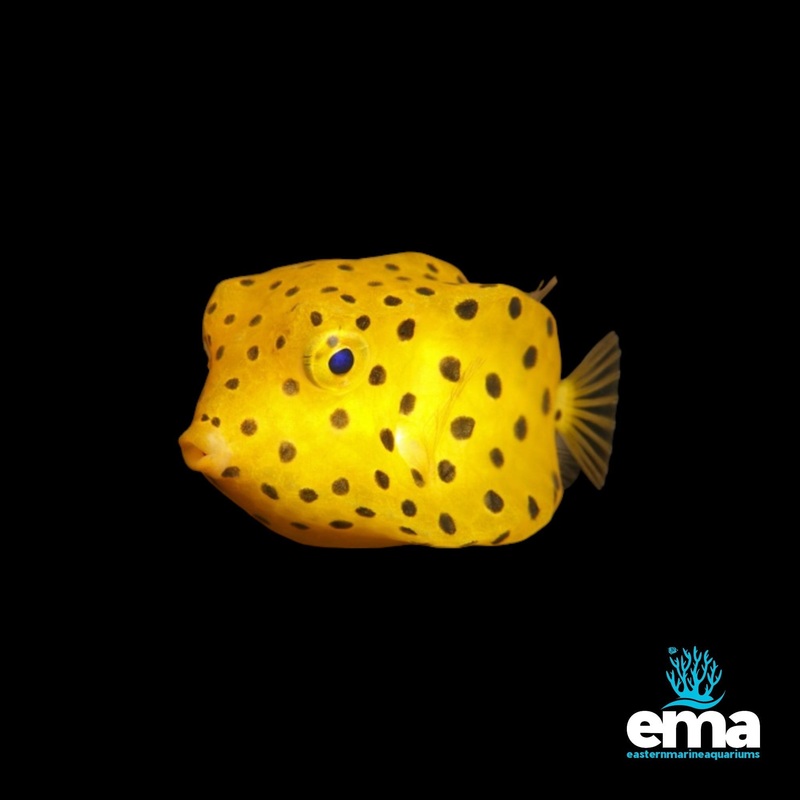 Yellow Box Fish