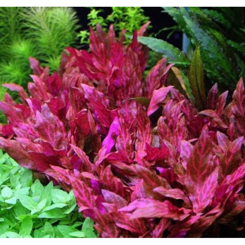 Alternanthera Rosanervig - Mid - Background
