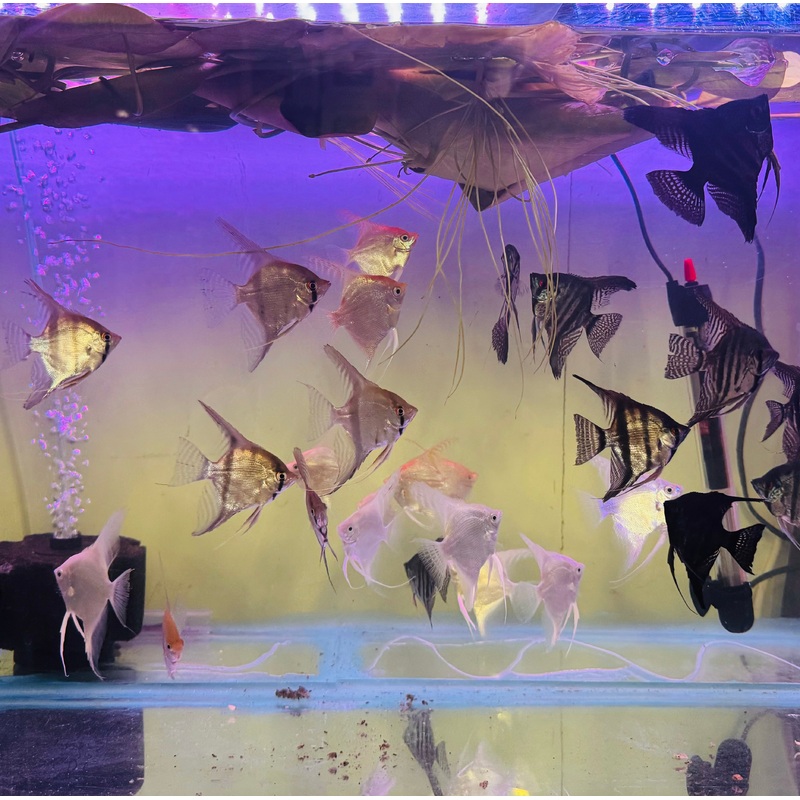Angel Fish - Assorted Fancy Show 7cm