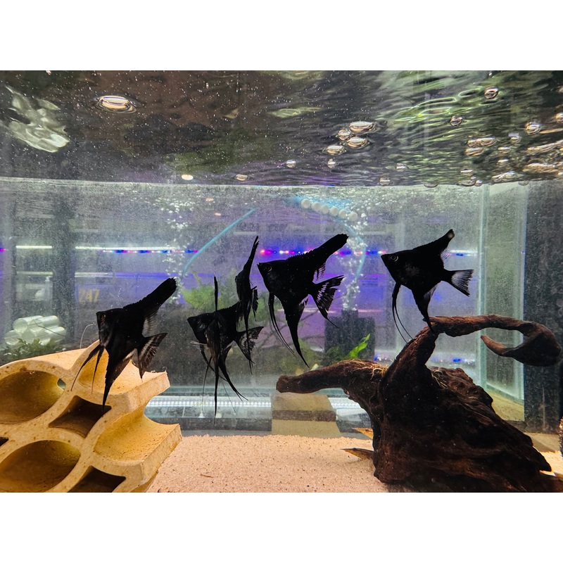 Angel Fish - Black