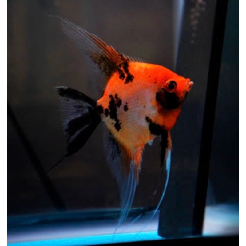 Angel Fish - German Red Devil Angel Rare 4cm