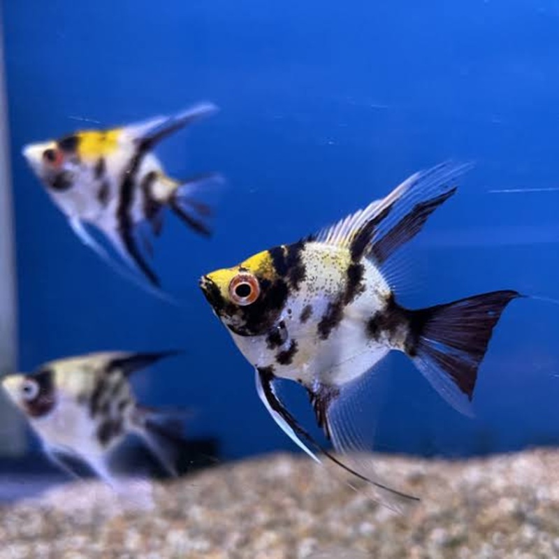 Angel Fish - Koi Angel