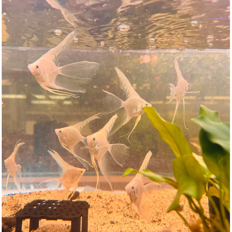 Angel Fish - Platinum Veiltail 4cm