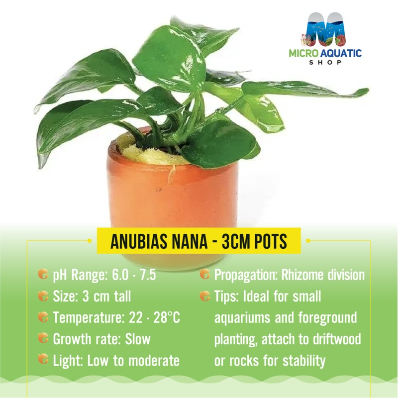 Anubias Nana - 3CM POTS