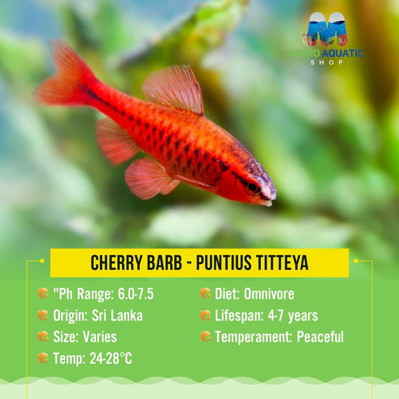 Barb - Cherry 3cm