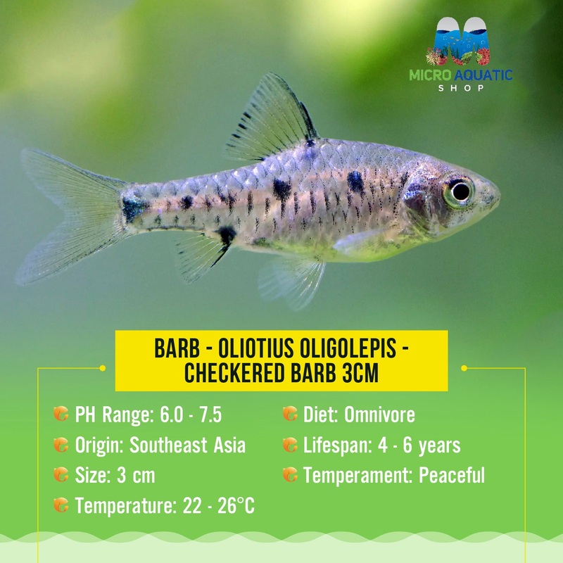 Barb - Oliotius oligolepis - Checkered Barb 3cm