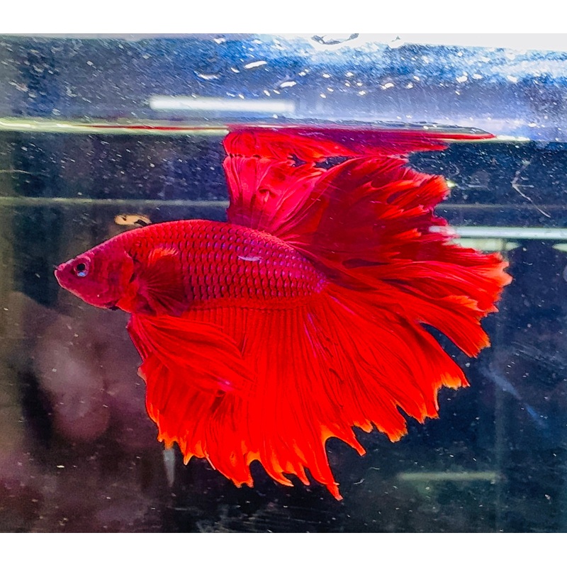 Betta Male - A Grade Half Moon Doubletail Red 6cm Show