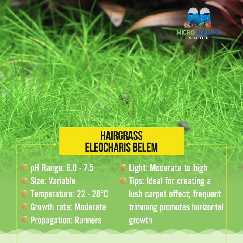 Buy 2 Get 1 Free HairGrass - eleocharis belem