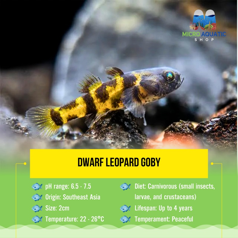 Buy 3 Get 1 Free Dwarf leopard goby 1.5cm