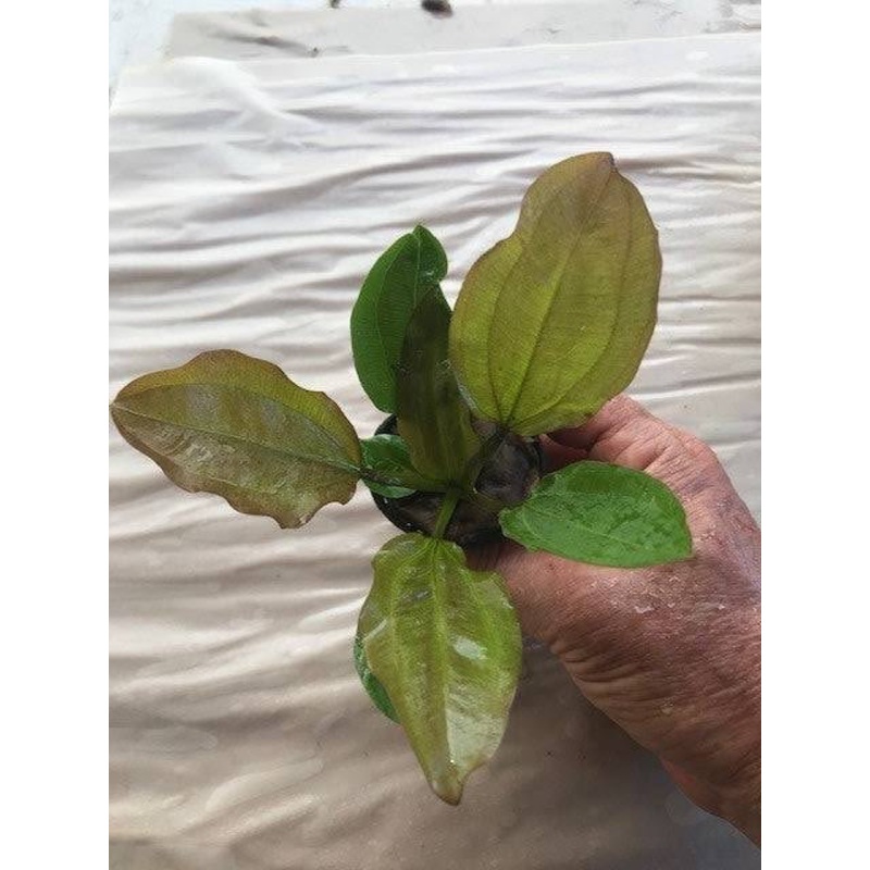 Echinodorus amazon 'AC Sunrise'