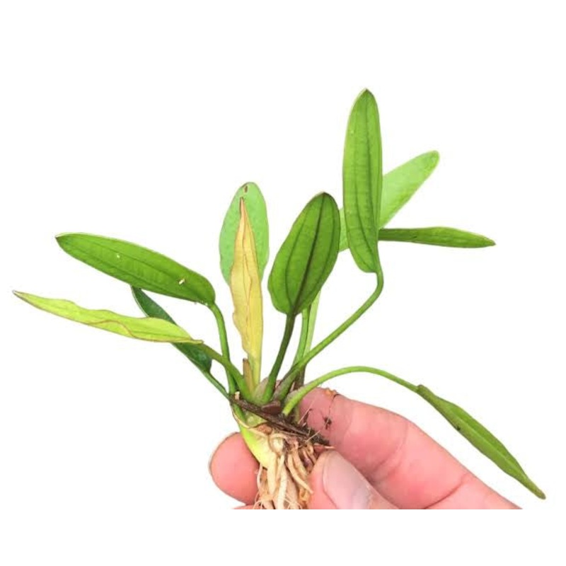 Echinodorus amazon 'Fancy Twist