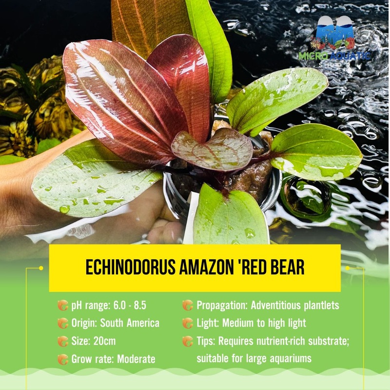 Echinodorus amazon 'Red Bear